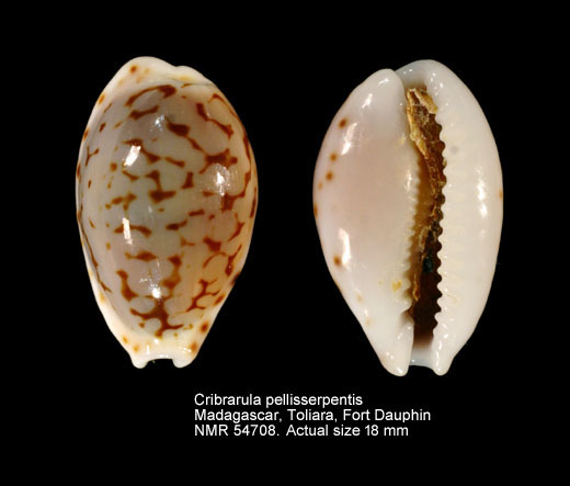 Cribrarula pellisserpentis.jpg - Cribrarula pellisserpentisLorenz,1999